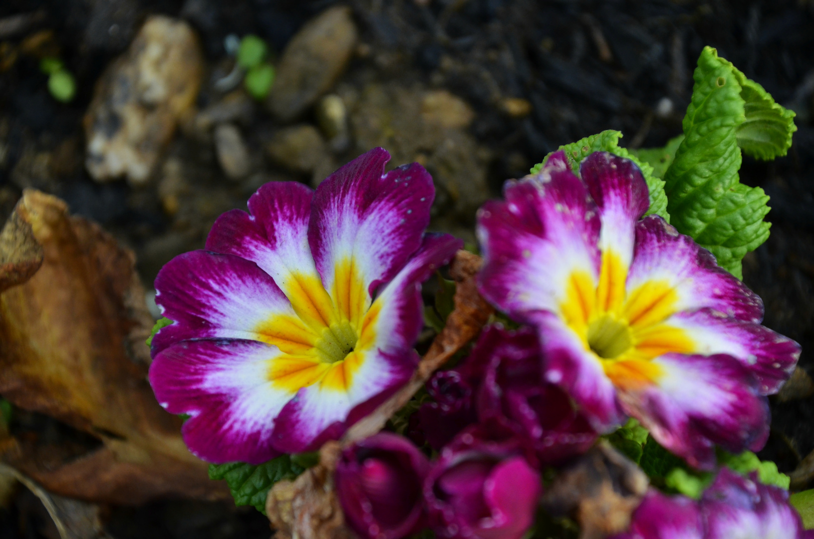 Auch die Primeln in unserem Garten haben sich mit der Blütezeit vertan.