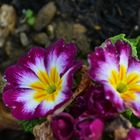 Auch die Primeln in unserem Garten haben sich mit der Blütezeit vertan.