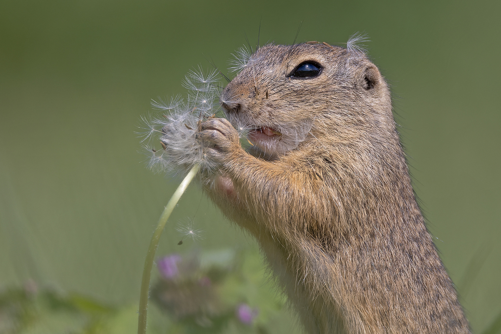 ... auch die Pusteblume schmeckt ...