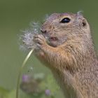 ... auch die Pusteblume schmeckt ...