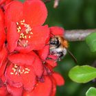 Auch die Quittenblüten werden sofort von den Hummeln besucht.