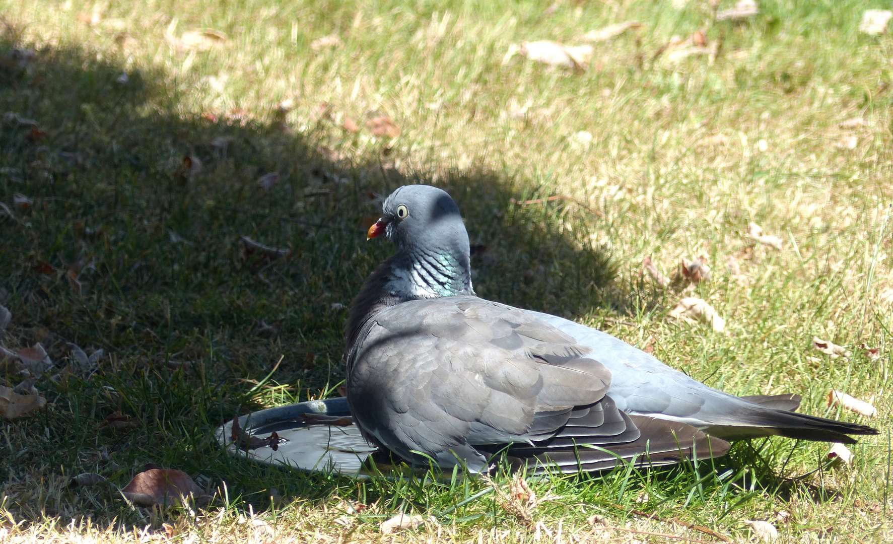 auch die Ringeltaube (Columba palumbus) weiß, sich zu helfen...