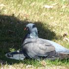 auch die Ringeltaube (Columba palumbus) weiß, sich zu helfen...