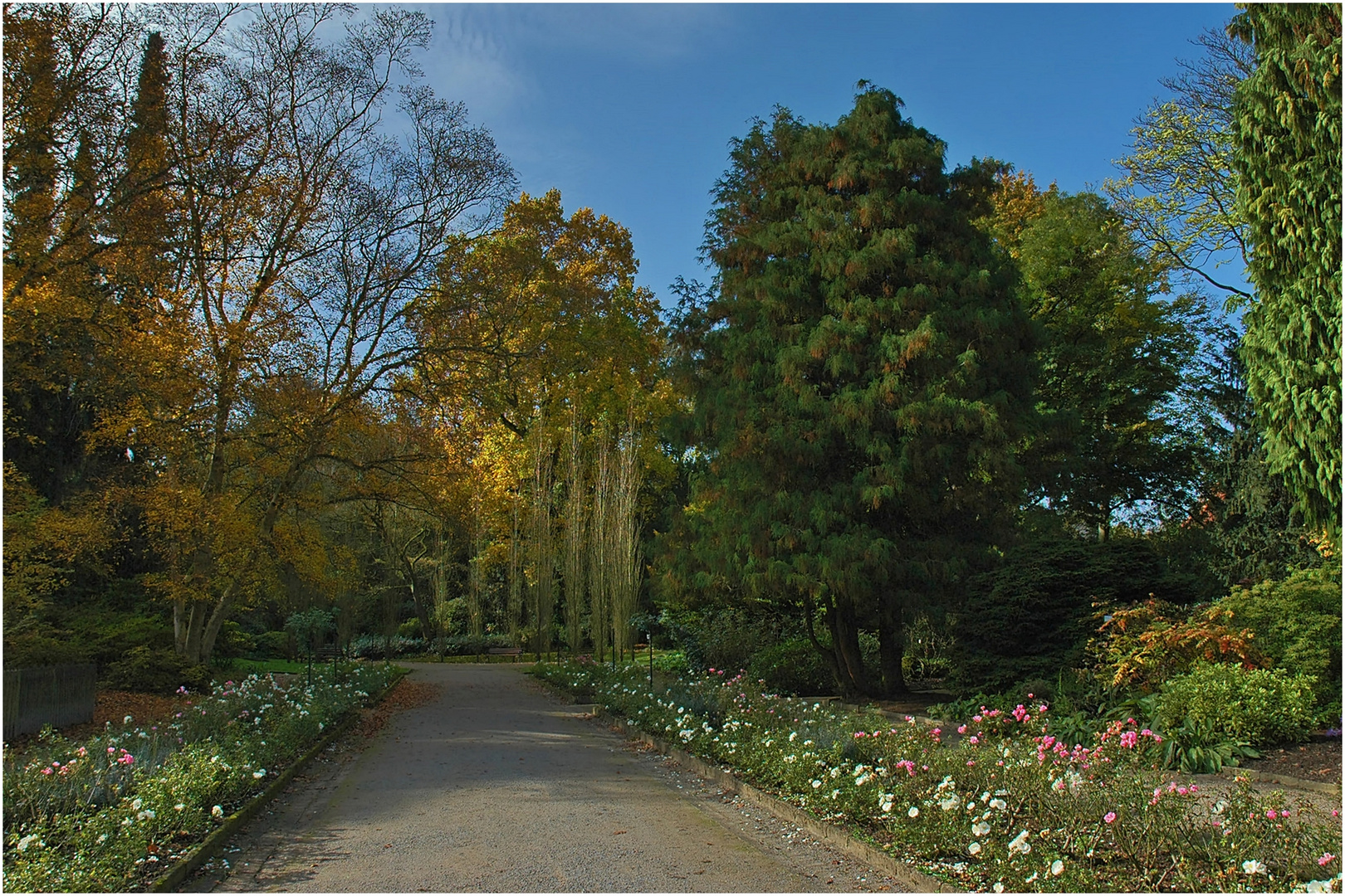 Auch die Rosen blühen noch ...