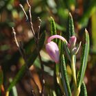 Auch die Rosmarinheide (Andromeda polifolia)