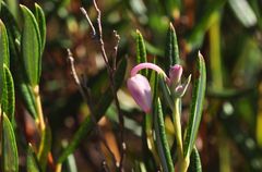 Auch die Rosmarinheide (Andromeda polifolia)