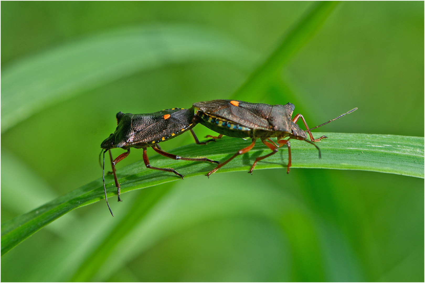 Auch die Rotbeinige Baumwanzen (Pentatoma rufipes). müssen ihre Gene . . .