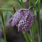 Auch die Schachbrettblume beginnt zu blühen....