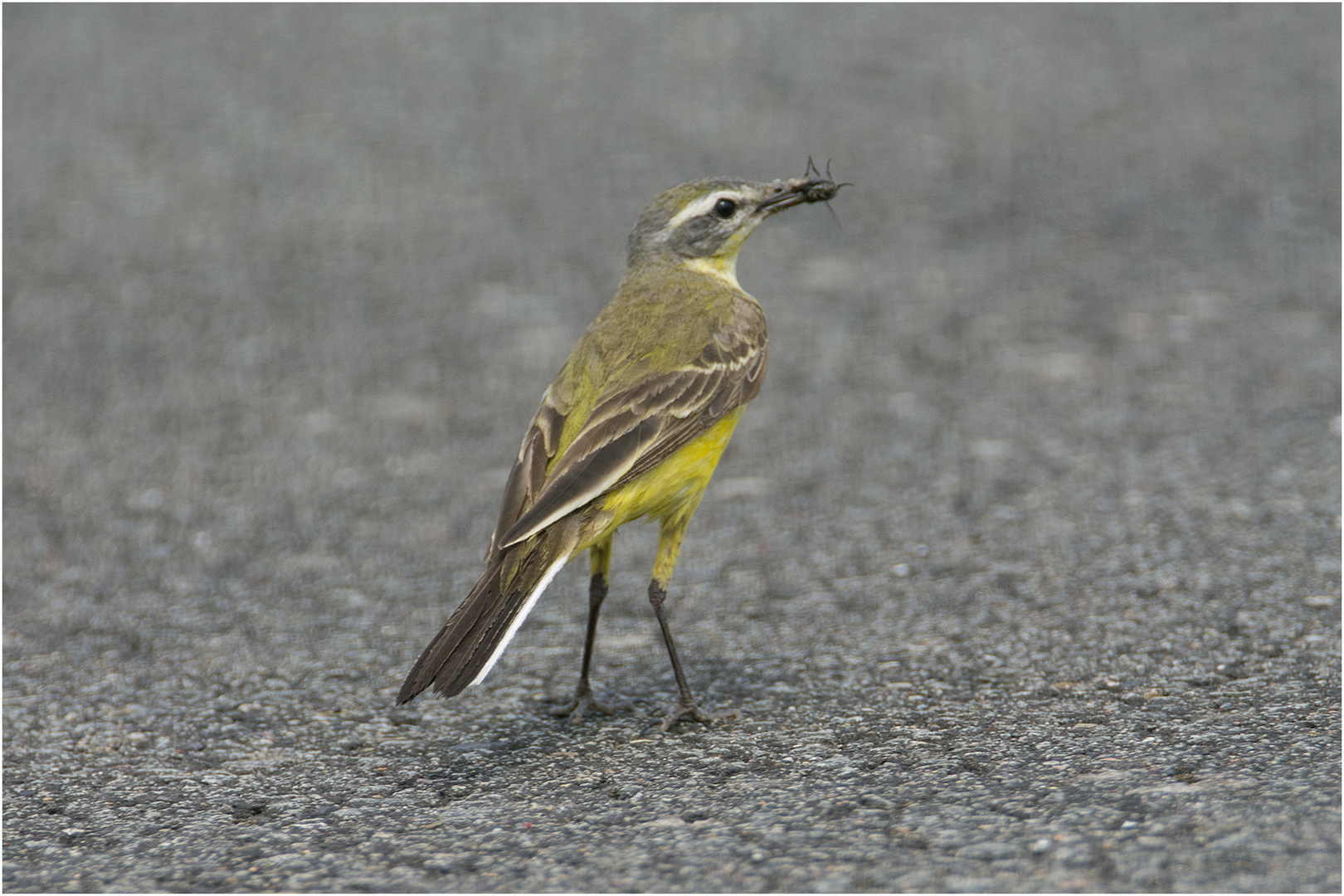 Auch die Schafstelze  (Motacilla flava) hat den Flughafen . . .