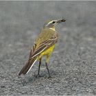 Auch die Schafstelze  (Motacilla flava) hat den Flughafen . . .