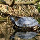 auch die Schildkröte