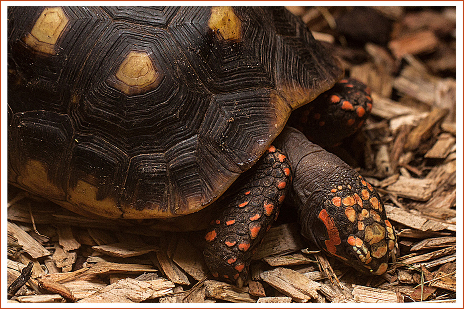 AUCH DIE SCHILDKRÖTE