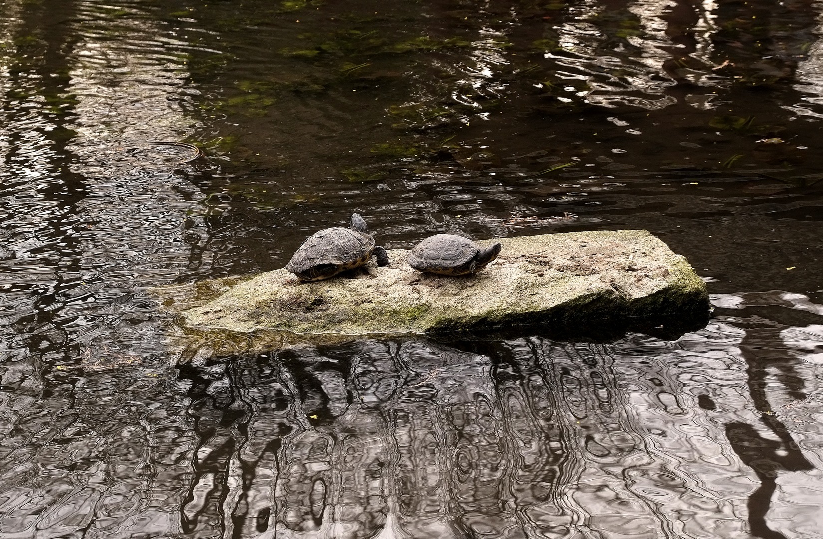 auch die Schildkröten