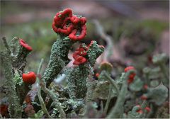 Auch die schöne Cladonia polydactyla ...