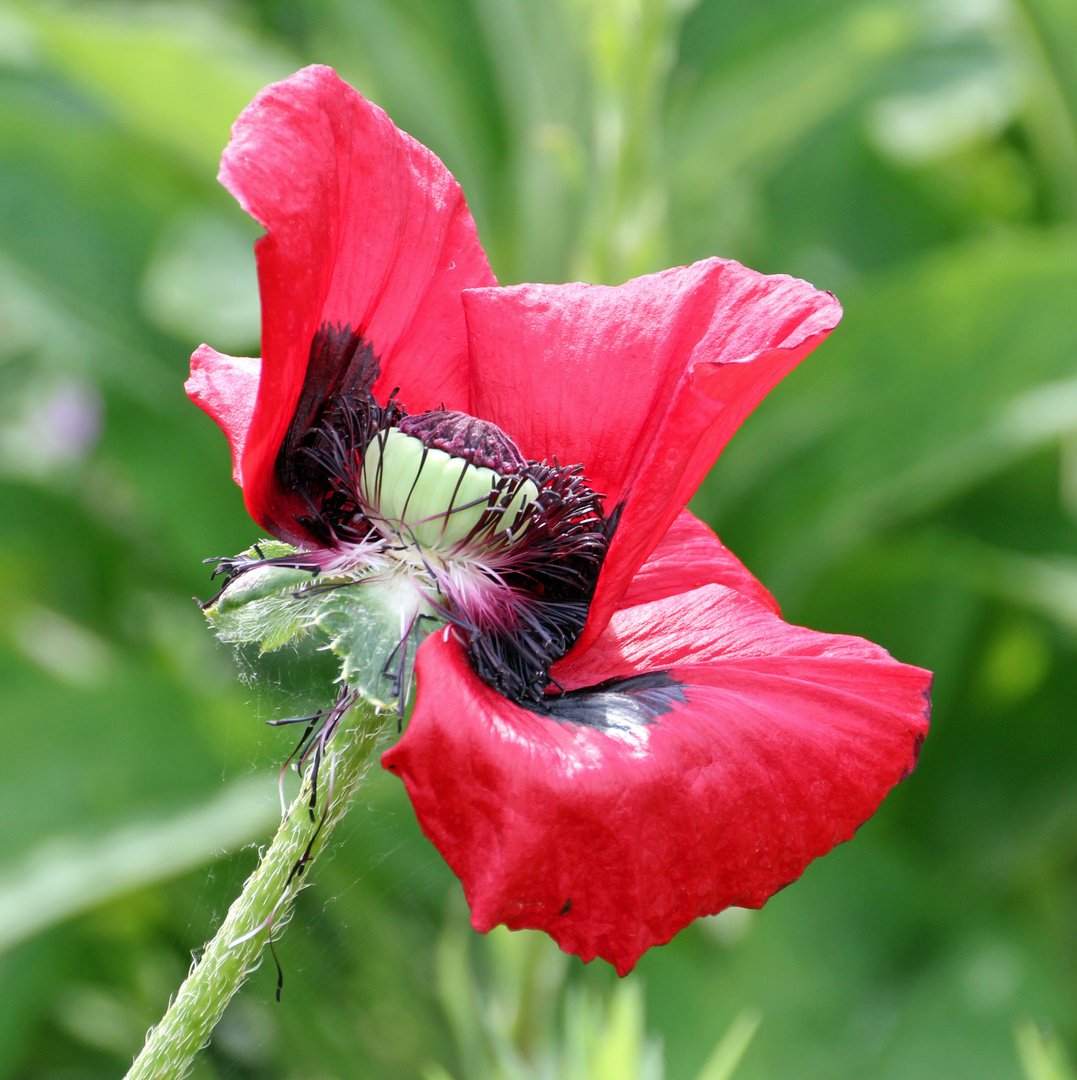 Auch die schönste Mohnblüte verwelkt einmal