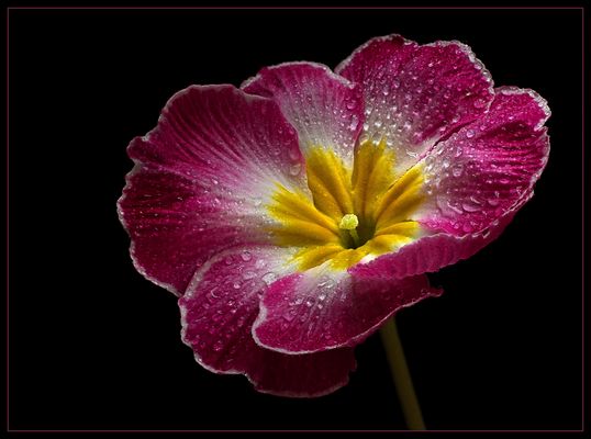 Auch die schönste Primel steht mal im Regen 