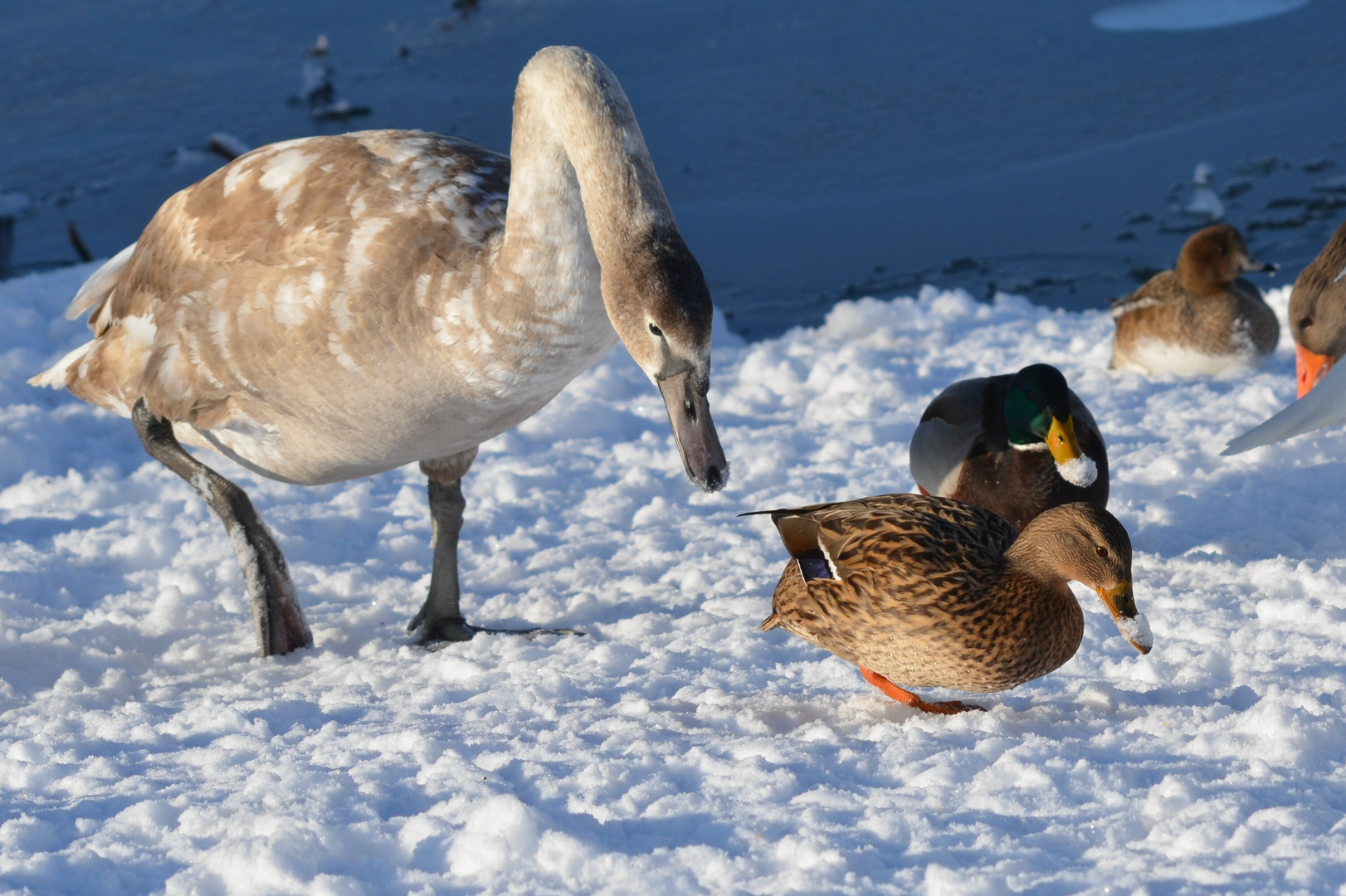 Auch die Schwäne und Enten haben den Schnabel voll vom Schnee