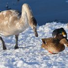 Auch die Schwäne und Enten haben den Schnabel voll vom Schnee