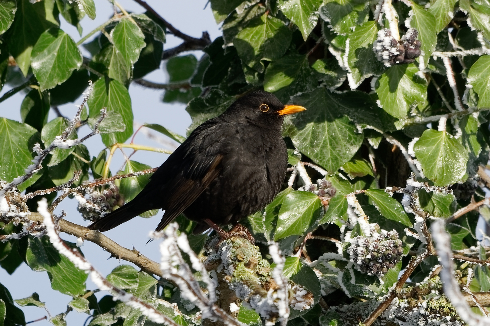 Auch die Schwarzdrossel "Amsel" genoß die wärmenden Sonnenstrahlen