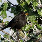 Auch die Schwarzdrossel "Amsel" genoß die wärmenden Sonnenstrahlen