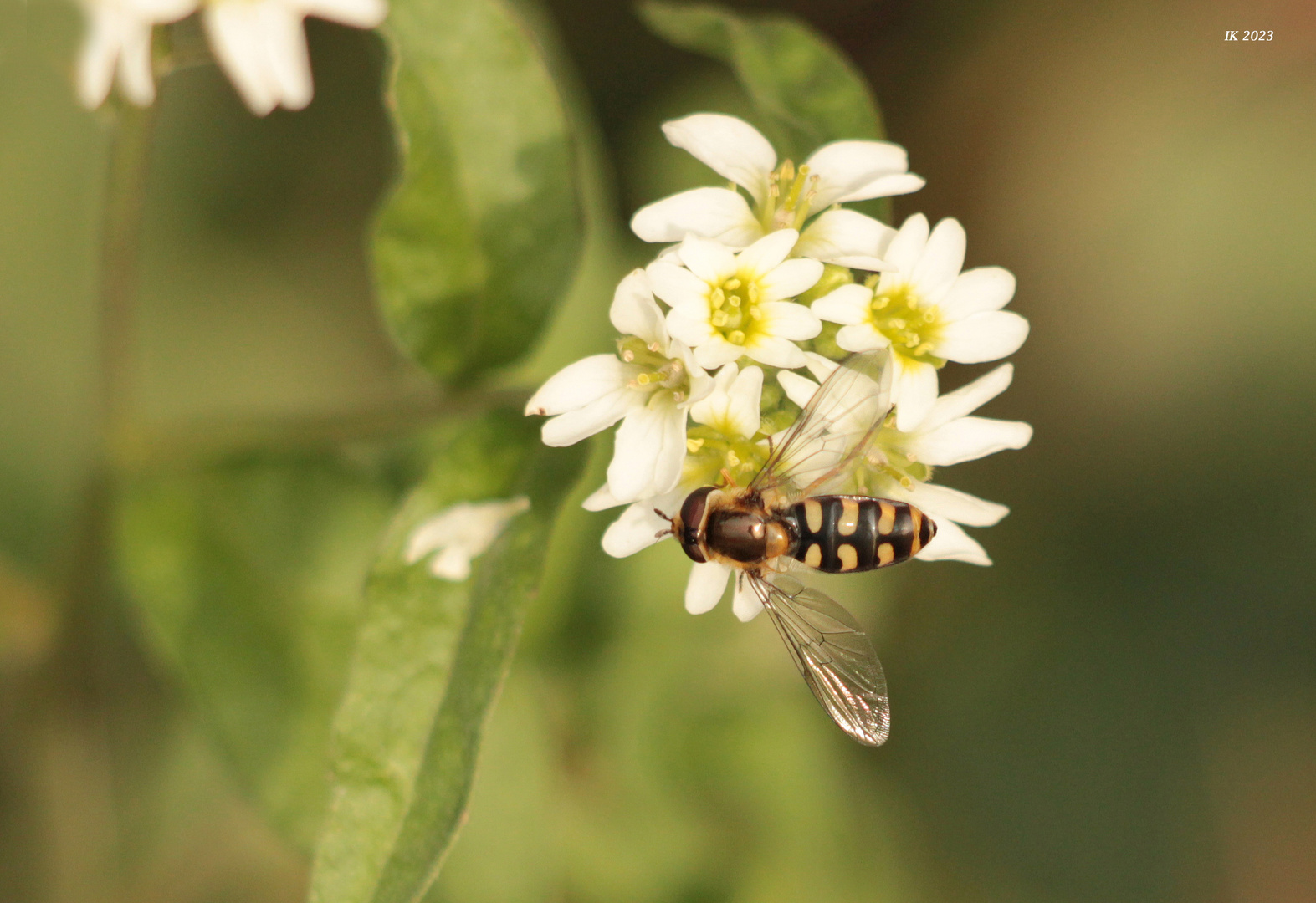 Auch die Schwebfliege....