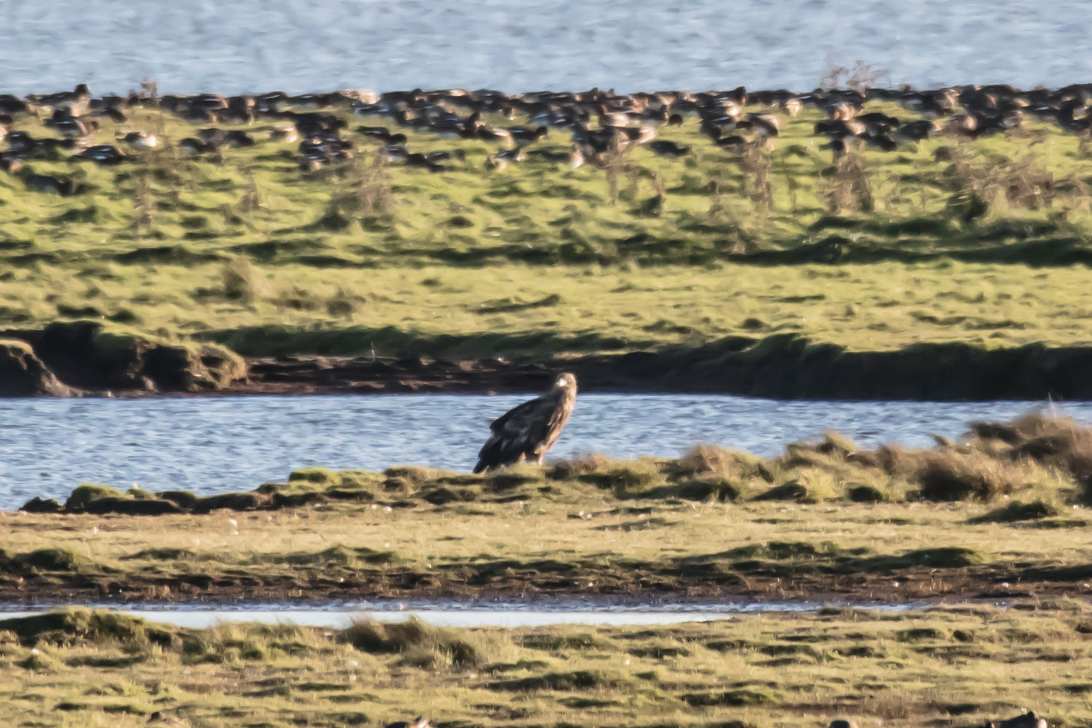 Auch die Seeadler