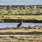 Auch die Seeadler