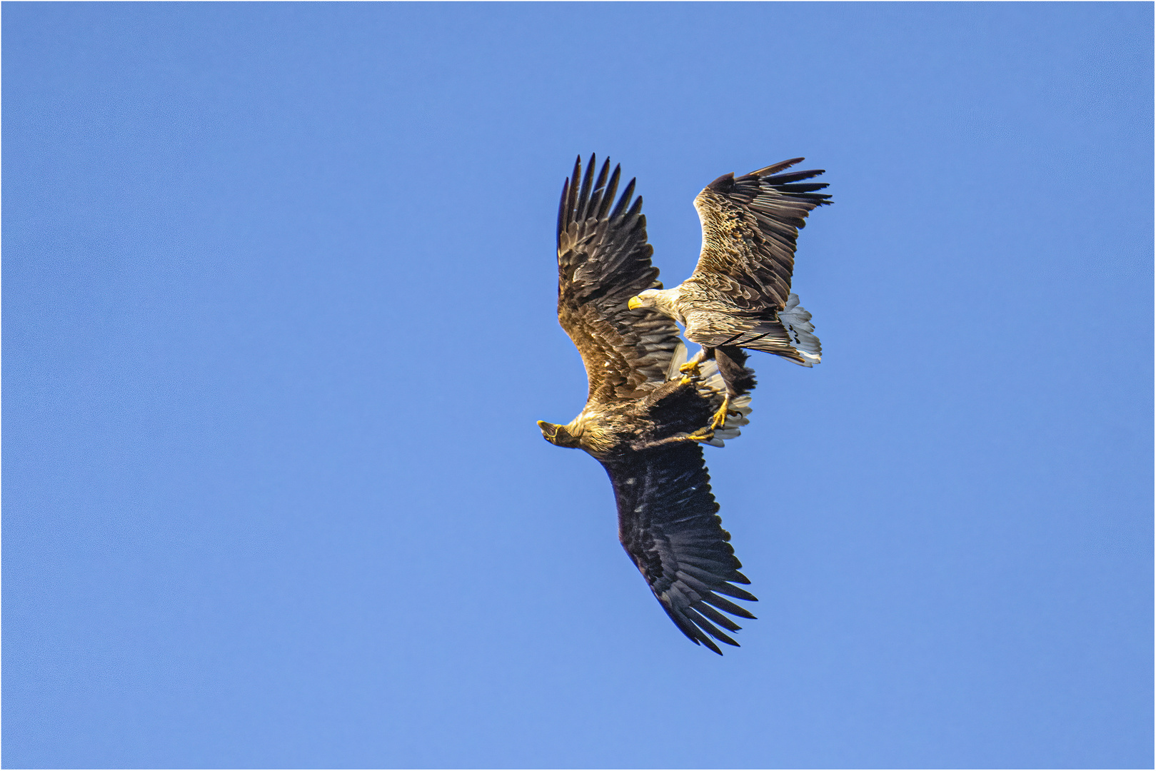 Auch die Seeadler..