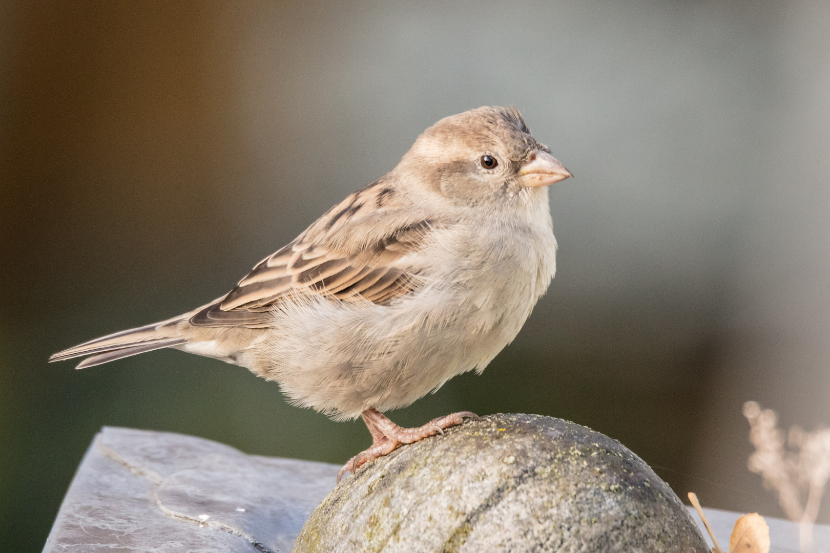 Auch die Spatzen... Foto & Bild tiere, wildlife, wild lebende vögel