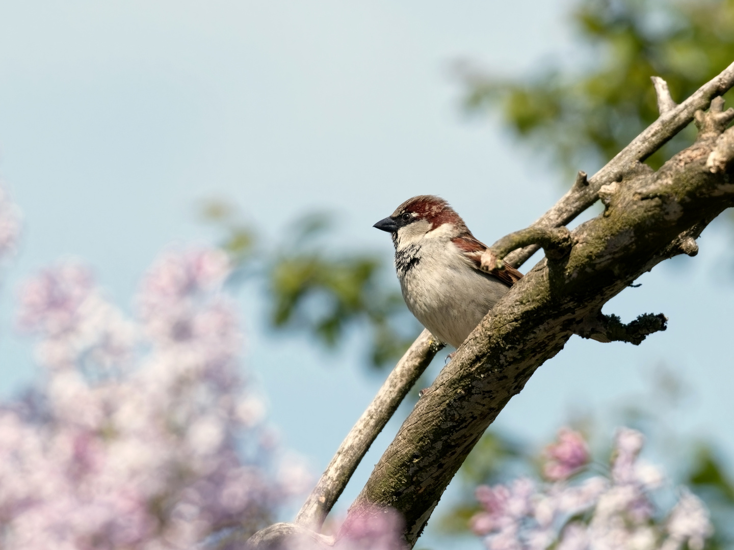 Auch die Spatzen lieben Farbe....  Der Flieder blüht, der Frühling ist da....