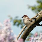 Auch die Spatzen lieben Farbe....  Der Flieder blüht, der Frühling ist da....