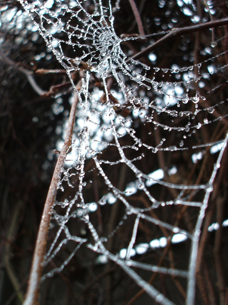 auch die Spinne hat's nicht leicht