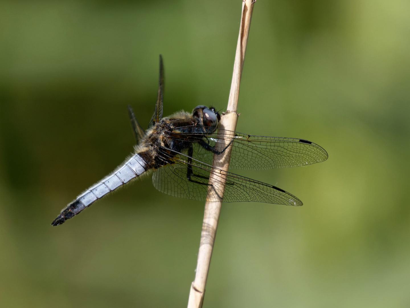 Auch die Spitzenflecklibelle ist wieder da :-)