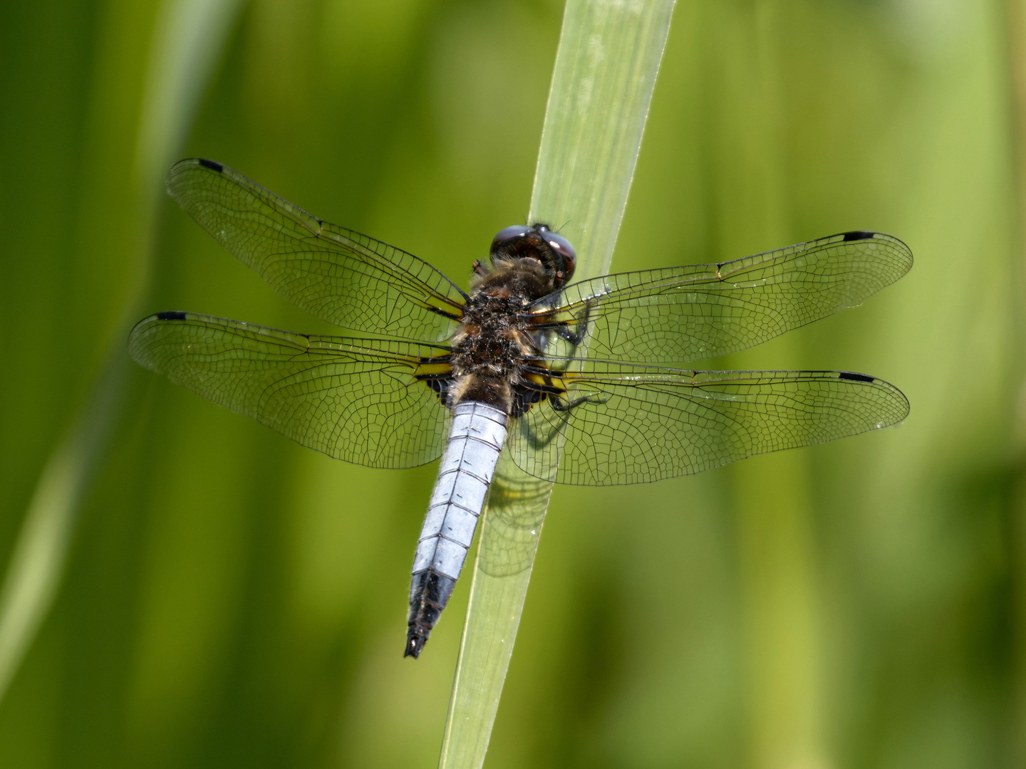 Auch die Spitzenflecklibelle ist wieder da :-)