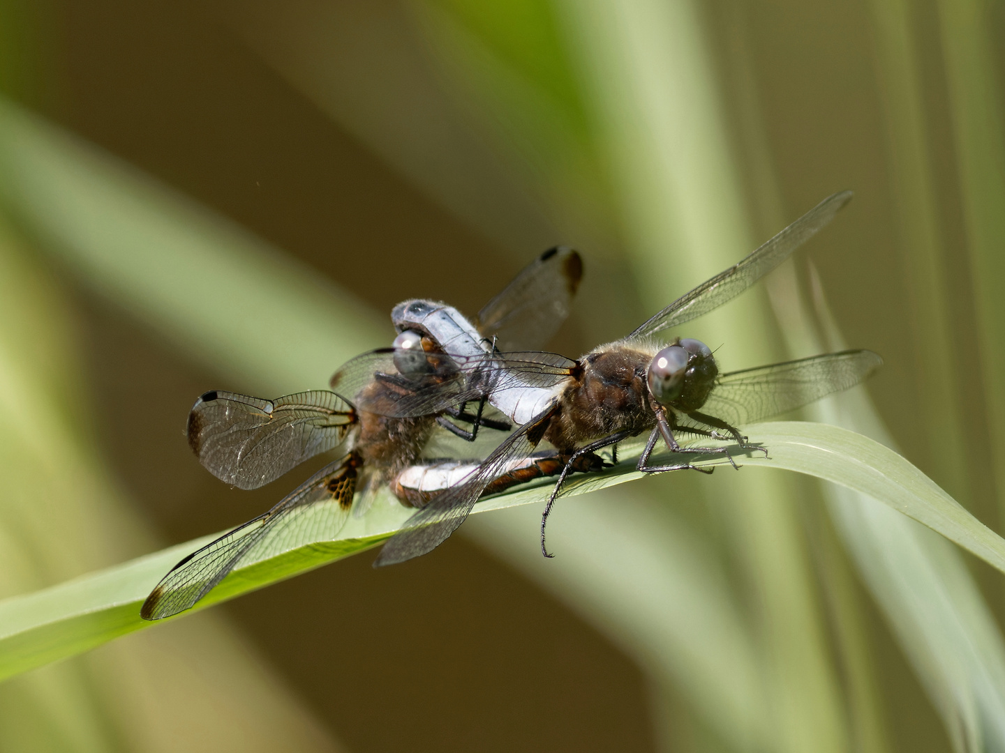 Auch die Spitzenflecklibelle ist wieder da :-)