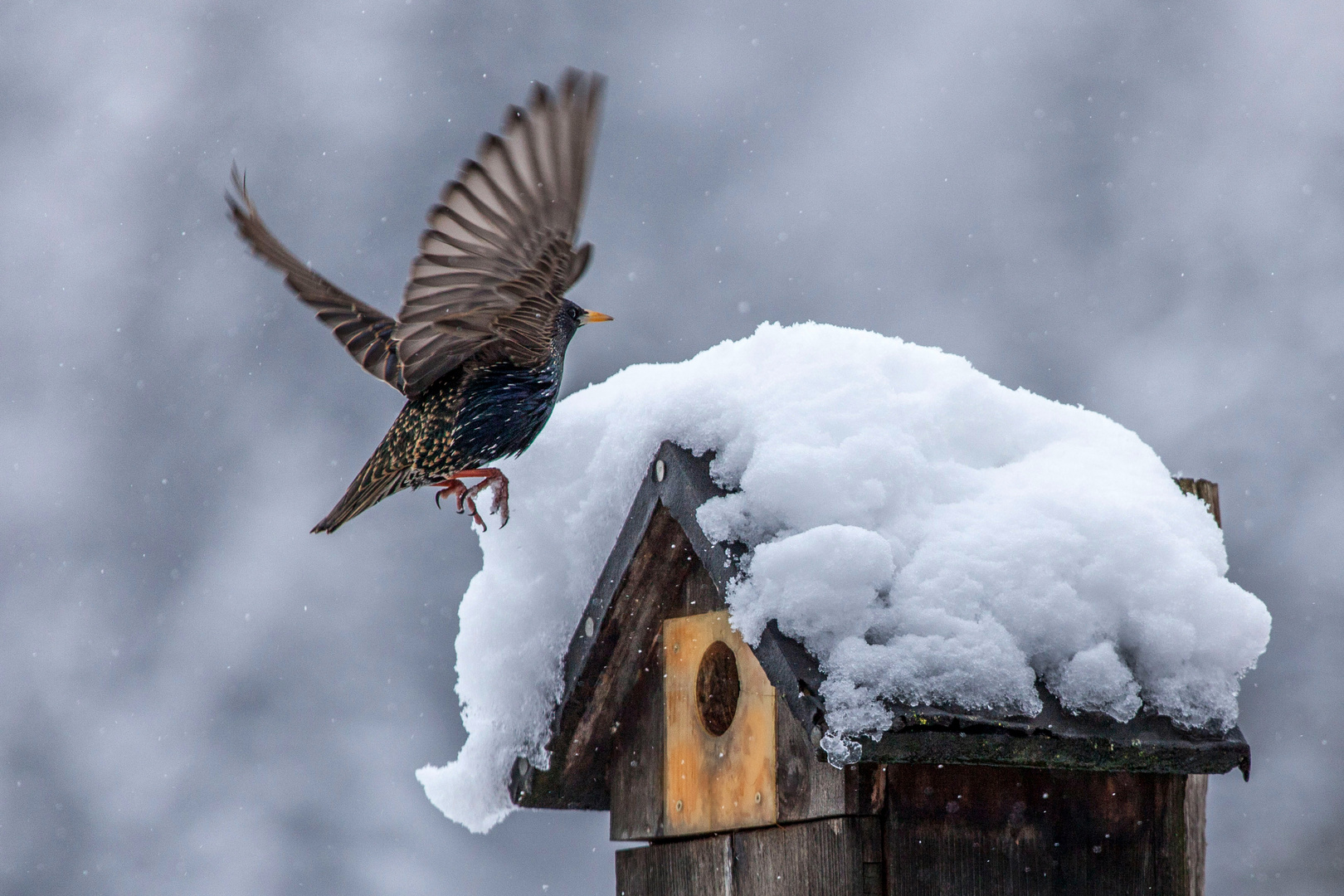 auch die Stare sind überrascht vom Wintereinbruch im Allgäu