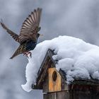 auch die Stare sind überrascht vom Wintereinbruch im Allgäu