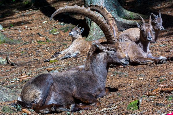 Auch die Steinböcke...