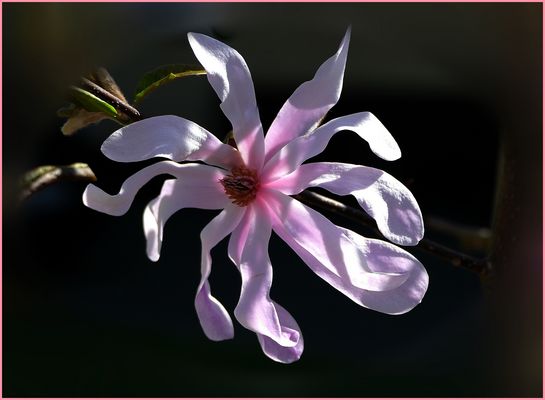 Auch die Sternmagnolien , , ,