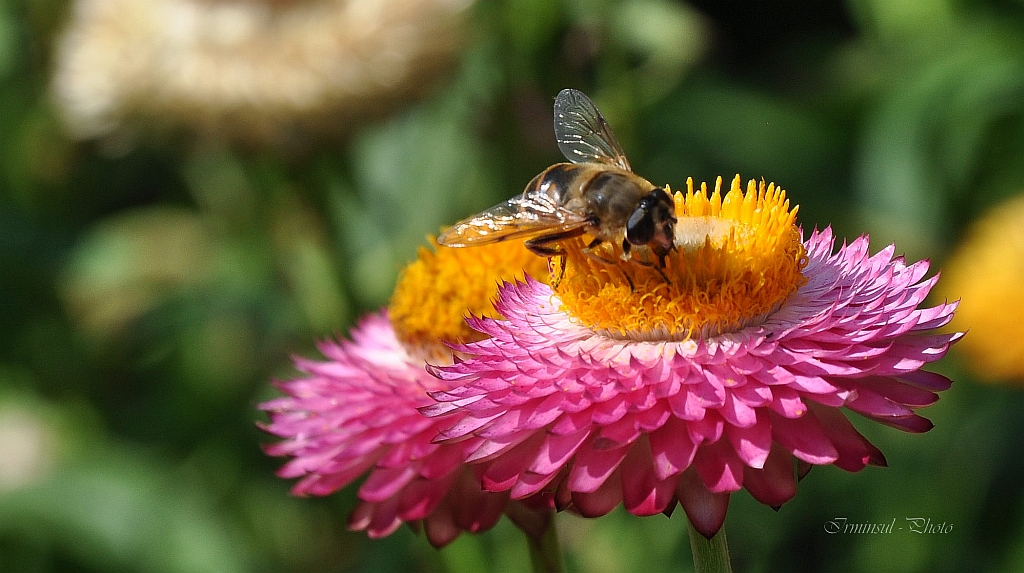 Auch die Strohblumen sind bei den Insekten sehr bleliebt.....