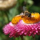 Auch die Strohblumen sind bei den Insekten sehr bleliebt.....