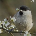 Auch die Sumpfmeise genießt den Frühling