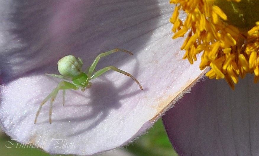 ...auch die Tarnfarbe zu erstellen muß gelernt sein....