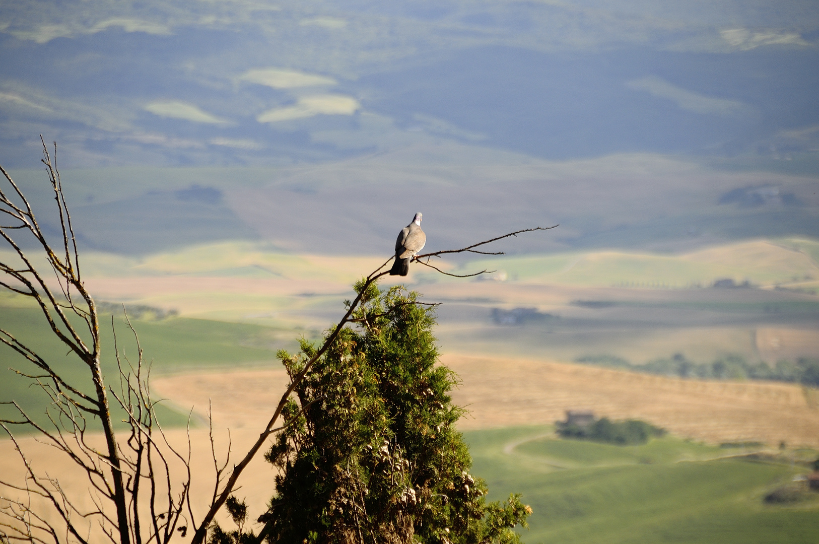 Auch die Taube genießt den Ausblick. Was sie wohl sieht?