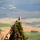 Auch die Taube genießt den Ausblick. Was sie wohl sieht?