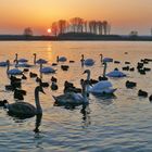 Auch die Tiere freuen sich über das schöne Wetter