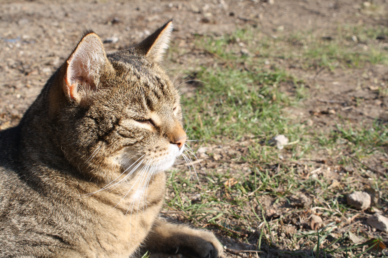 auch die Tiere genießen die Sonne