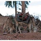 auch die Tiere müssen für ihren Lebensunterhalt arbeiten I