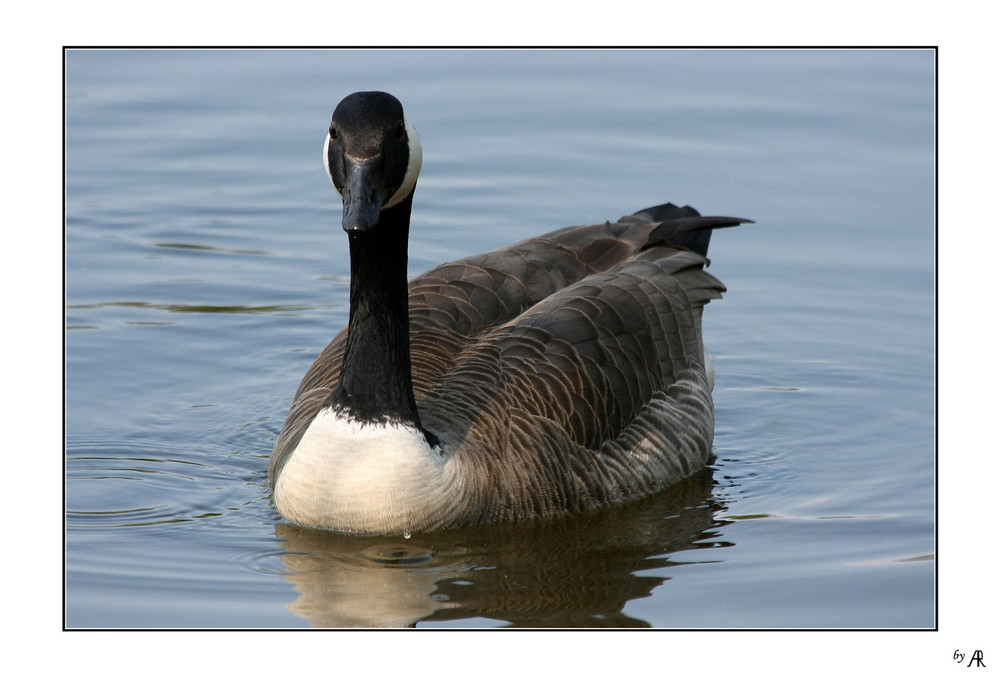 --- auch die Tierwelt geniesst den Frühlingsbeginn ...