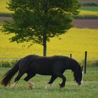 Auch die Tochter freut sich über das Gras :-)